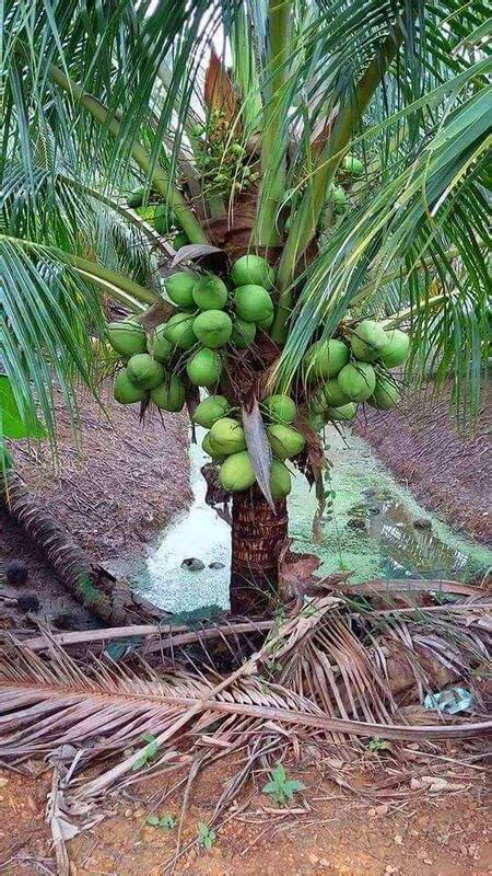 矮種椰子